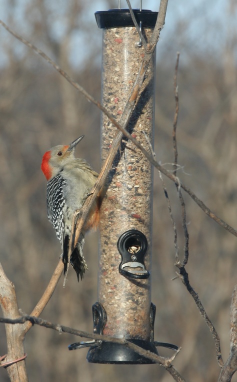 A red-bellied woodpecker visits a backyard bird feeder.  This photo is not from Christmas Bird Count 2015, but red-bellied woodpeckers were observed on my count.  Image credit: Bill Mitchell (CC-BY).
