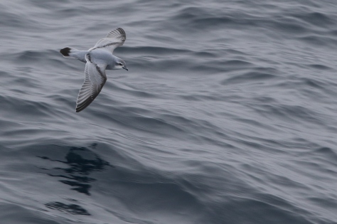 A fulmar prion glides swiftly over the swell of the Southern Ocean.  Image credit: Bill Mitchell (CC-BY)