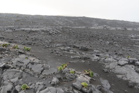 A collapsed lava tube on the Azorella Peninsula, Heard Island, gives a cross-sectional view of the roof of the lava tube.  Kerguelen cabbage plants in foreground are roughly 25 cm across.  Several pahoehoe flow tops are visible: small-scale in the foreground, and large-scale in the center toward the top of the image.  Image credit: Bill Mitchell (CC-BY).